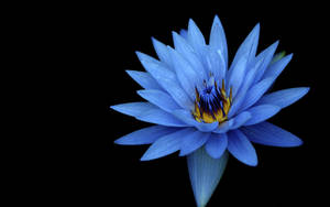 Sony Xperia Flower Stock Wallpaper