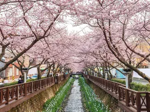South Korea Cherry Blossom Festival Wallpaper
