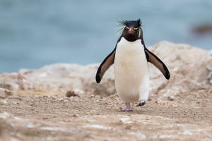 Southern Rockhopper Penguin Wallpaper