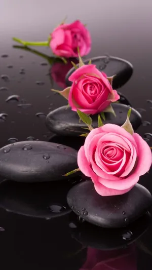 Spa Stone And Pink Roses Flower Mobile Wallpaper