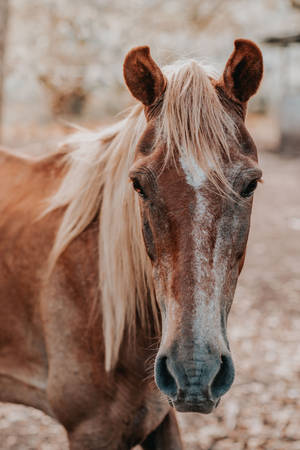 Speckled Face Horse Iphone Wallpaper