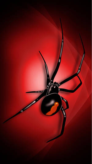 Spider Black Widow Digital Art Wallpaper