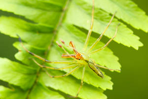 Spider Camouflaging On Green Leaf Wallpaper