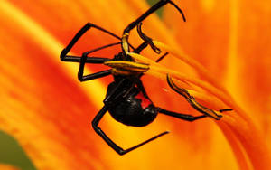 Spider On An Orange Flower Wallpaper