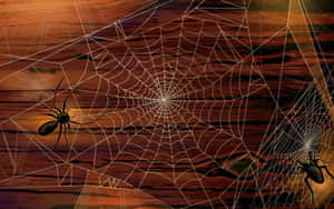 Spider Webon Wooden Background Wallpaper