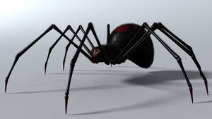 Spider With Black Hairy Body Wallpaper