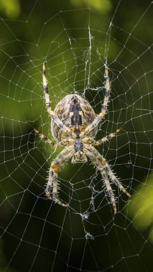 Spider With Intricate Web Wallpaper