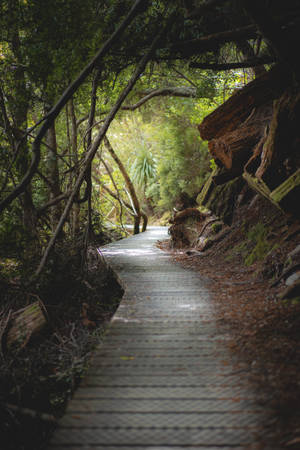 Spiritual Wooden Pathway Wallpaper