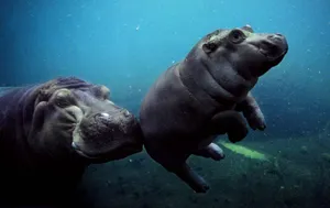 Splendid Hippopotamus Enjoying Solitude In Calm Waters Wallpaper