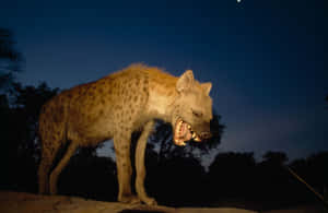 Spotted Hyena Nighttime Baring Teeth Wallpaper