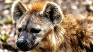 Spotted Hyena Portrait.jpg Wallpaper