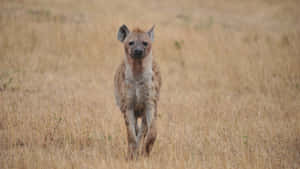 Spotted Hyenain Grassland Wallpaper