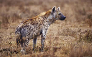 Spotted Hyenain Savanna Wallpaper