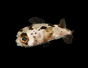 Spotted Pufferfish Black Background Wallpaper