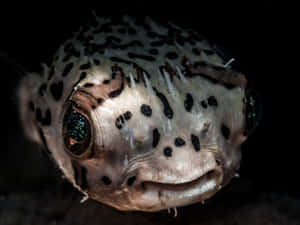 Spotted Pufferfish Close Up Wallpaper