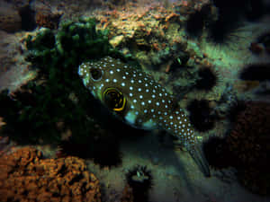 Spotted Pufferfish Underwater Wallpaper