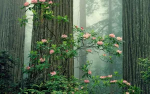 Spring Aesthetic Woods Wallpaper