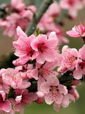 Spring Apple Tree Pink Blossoms Apple Flower Wallpaper