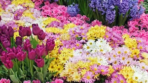 Spring Brings Colorful Flowers To Fill Your Desktop Wallpaper