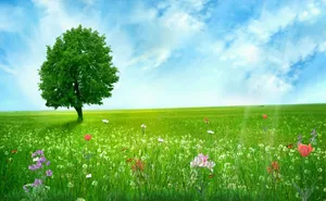 Spring Fields Wallpaper