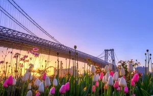 Spring Flowers In The City Wallpaper