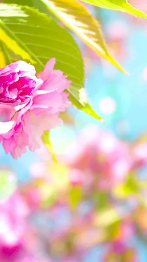 Spring Is Here! Let The Blooms Brighten Your Day With A Brand New Iphone. Wallpaper