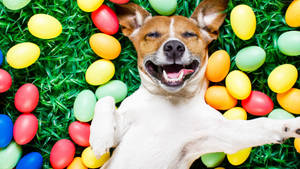 Springing Into Easter With Your Fluffy, Four-legged Friend Wallpaper