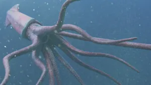 Squid Blue Ocean Wallpaper