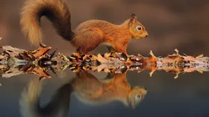 Squirrel And Leaves Wallpaper