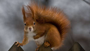 Squirrel On Fence Wallpaper