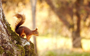 Squirrel On Mossy Tree Trunk Wallpaper