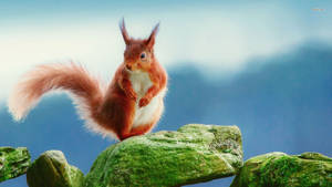 Squirrel On Top Of Rock Wallpaper