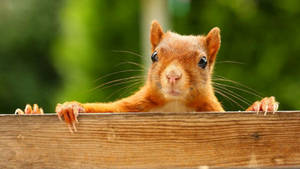 Squirrel Peeking On Fence Wallpaper