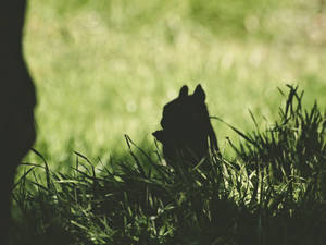 Squirrel Silhouette Dark Anime Wallpaper