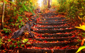 Stairs Covered In Maple Leaves Fall Wallpaper