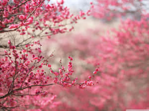 Standard Pink Cherry Blossom Tree Wallpaper