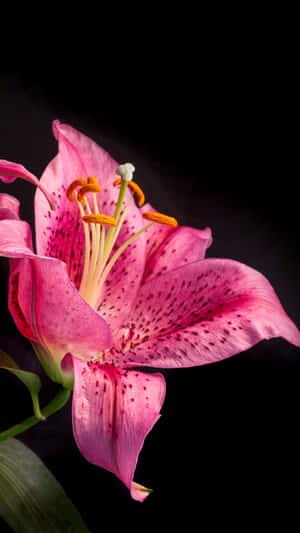 Stargazer Lily Flower Black Setting Wallpaper