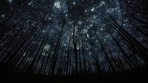 Starry Forest Best Ever Desktop Wallpaper