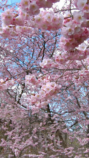 Stay Blooming In Style With Floral Aesthetic Phone Cases Wallpaper