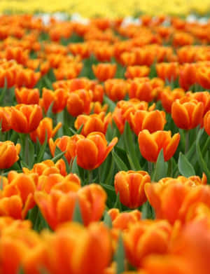 “stay Positive & Enjoy The Little Things” Wallpaper