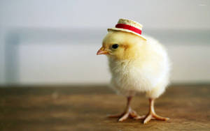 Straw Hat Chick Wallpaper