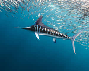 Striped Marlin Swimming With Schoolof Fish Wallpaper