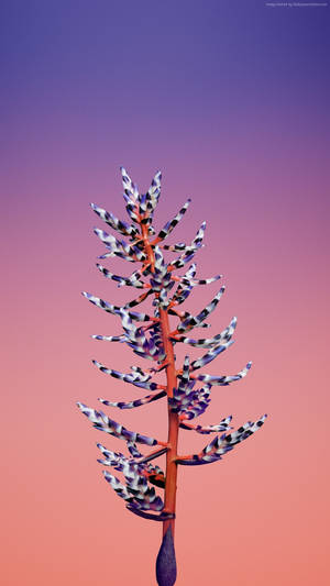 Stunning Aechmea Apple Flower Wallpaper