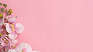 Stunning Baby Pink Orchids Blooming Wallpaper