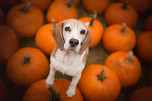 Stunning Beagle Pup In Nature Wallpaper