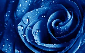 Stunning Blue Flower Desktop Wallpaper Wallpaper