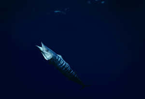 Stunning Blue Wahoo Fish Swimming In The Deep Ocean Wallpaper