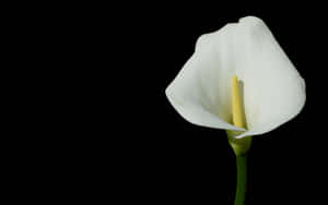 Stunning Calla Lily In Full Bloom Wallpaper