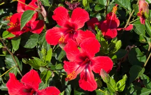 Stunning Hibiscus Flower Plant Wallpaper