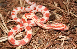 Stunning Juvenile Albino Corn Snake In A Close-up Shot. Wallpaper